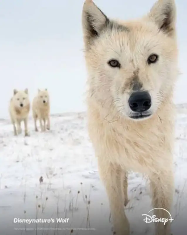 Disneynature’s Wolf: an immersive experience